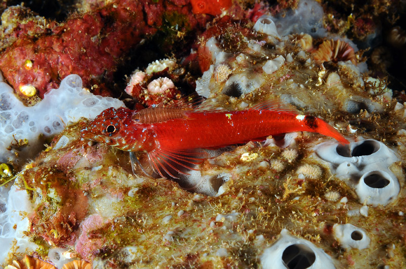 Tripterygion melanurus con pulce